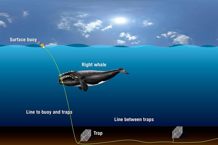 Fishing - whalepic.jpg